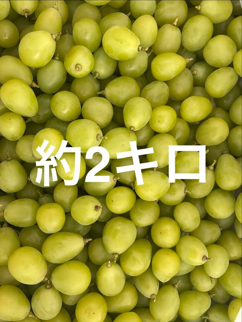 【訳あり特価品】完熟 中粒〜極小粒 シャインマスカット 約2キロ