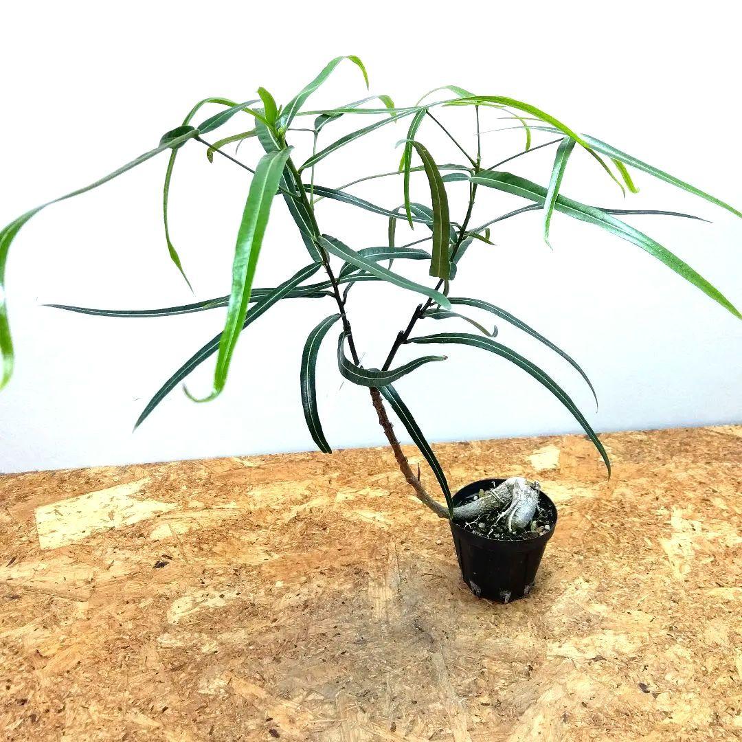 ボトルツリー ブラキキトン ルペトリス 綺麗な曲げ仕立て‼️3号鉢発送