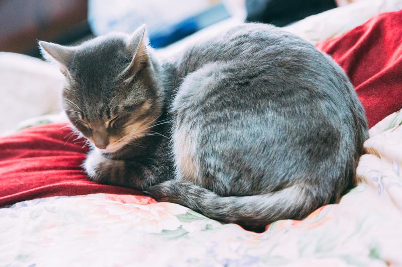 猫用品 自動給餌器 画像2