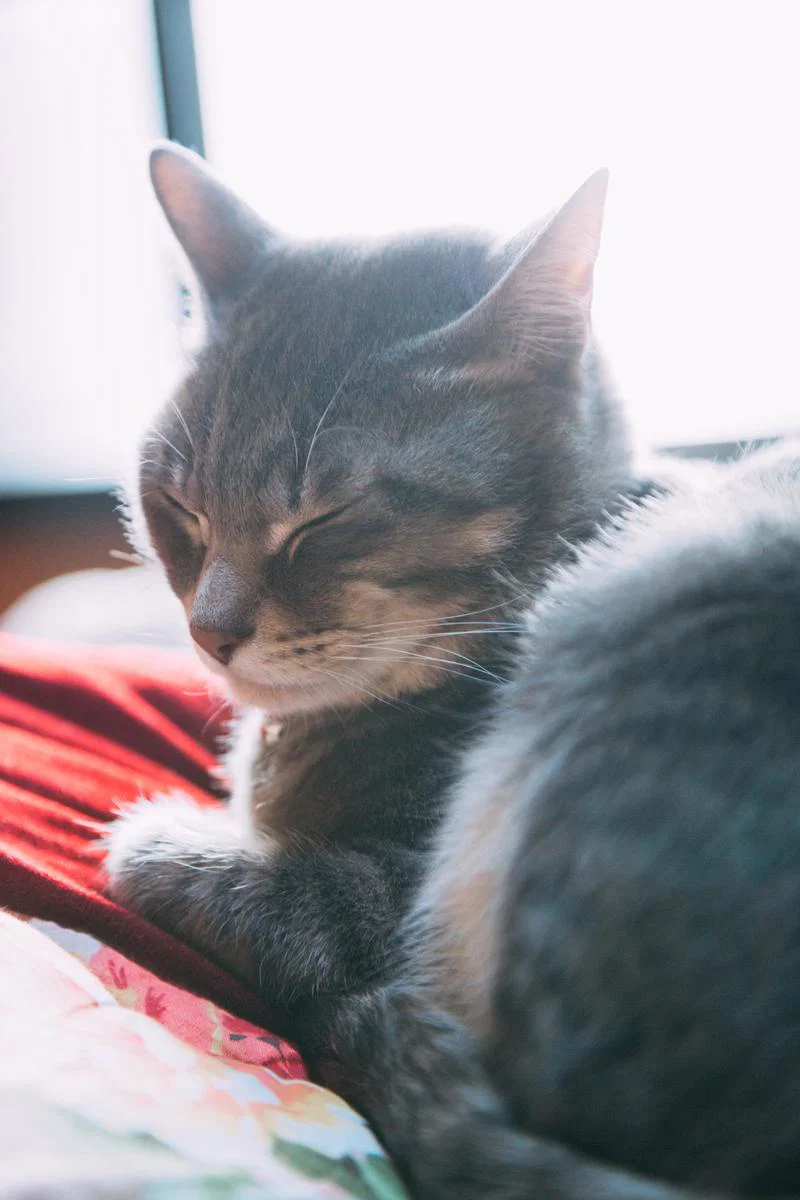 猫用品 自動給餌器 画像3
