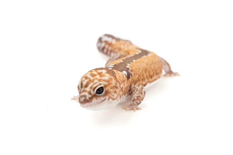 デジタルカメラ フィルムカメラ 整備済み