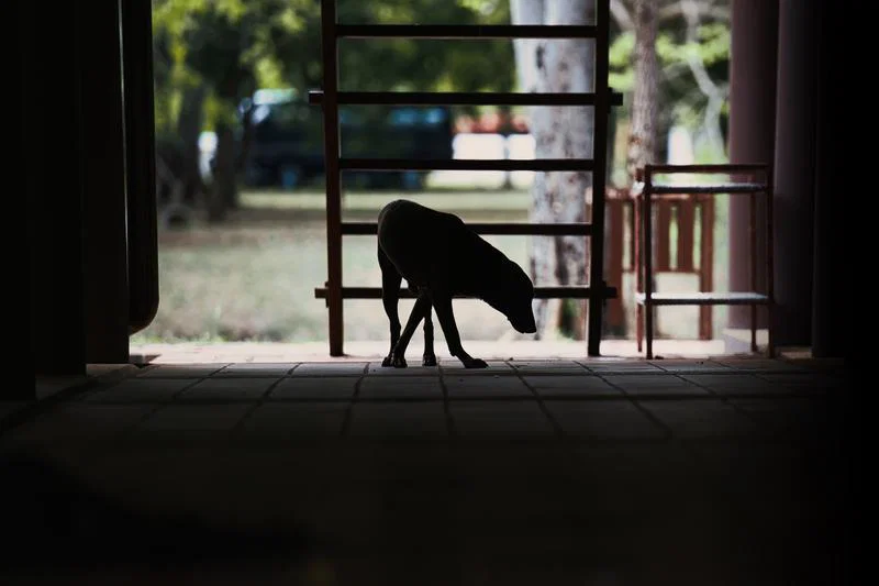 犬用品 キャリーバッグ