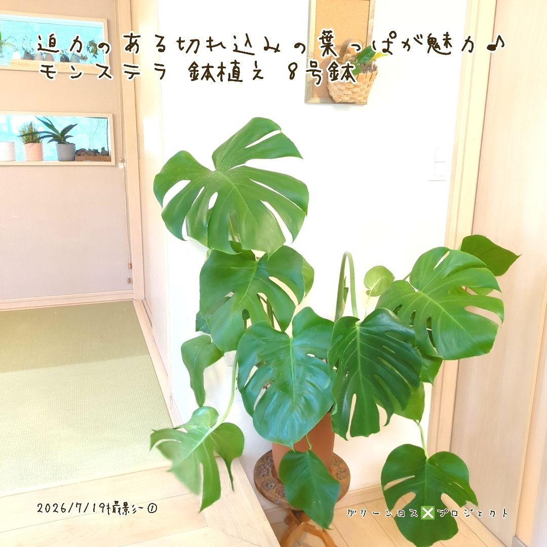 【B級品/大型観葉植物】迫力のある切れ込み葉が魅力♪モンステラ 鉢植え8号鉢 ① 画像2
