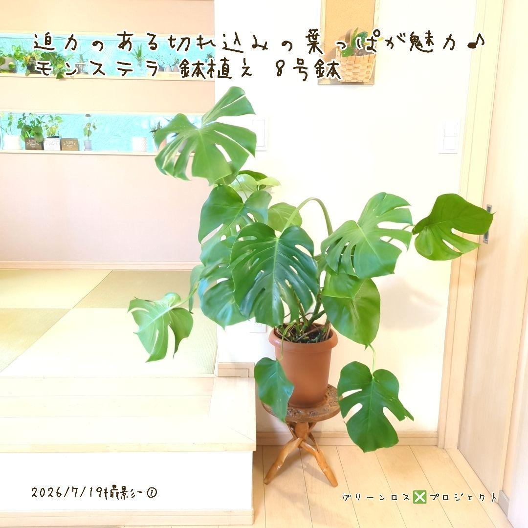 【B級品/大型観葉植物】迫力のある切れ込み葉が魅力♪モンステラ 鉢植え8号鉢 ① 画像4