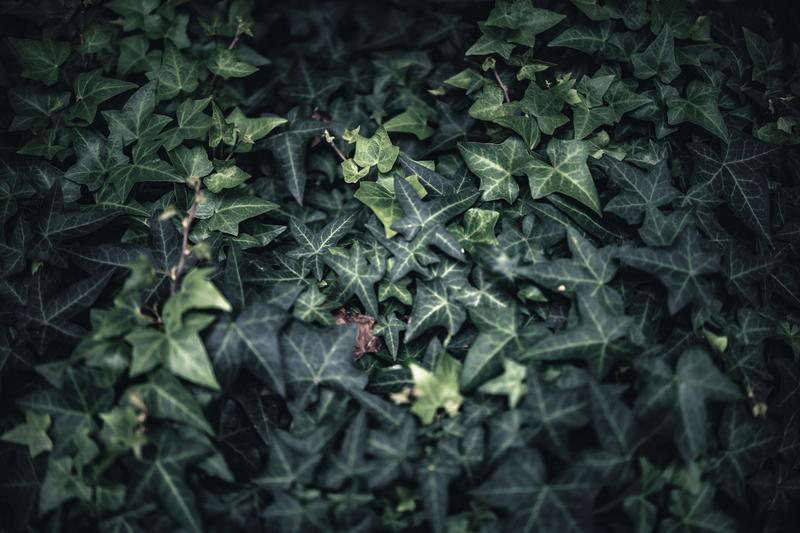 観葉植物 フィカス ウンベラータ
