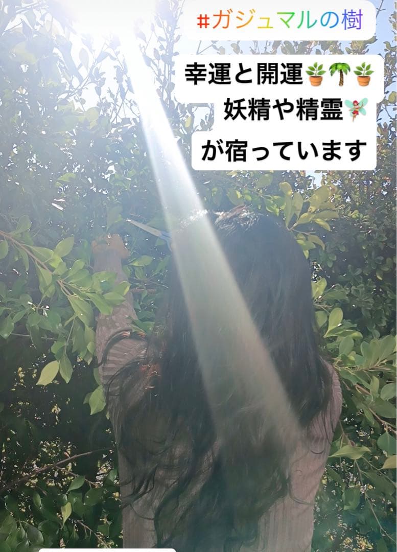 観葉植物 ガジュマルの樹 妖精精霊が宿っています。 シンボルツリー 幸運 願望