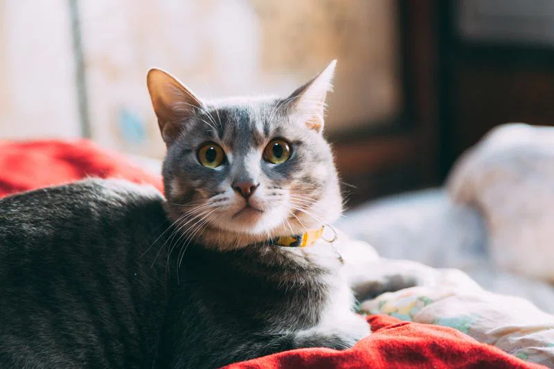 猫用品 自動給餌器