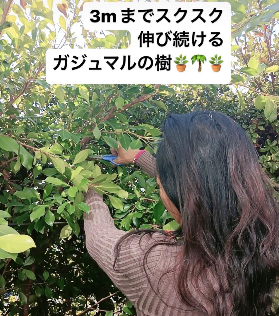 観葉植物 ガジュマルの樹 妖精精霊が宿っています。 シンボルツリー 幸運 願望 画像2