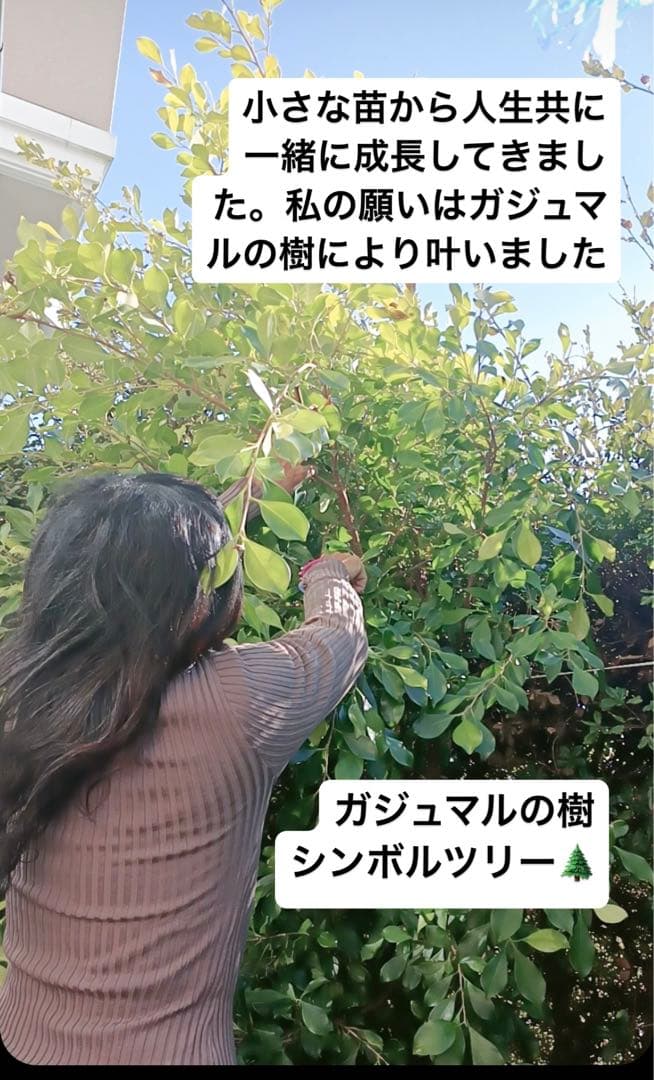 観葉植物 ガジュマルの樹 妖精精霊が宿っています。 シンボルツリー 幸運 願望 画像3