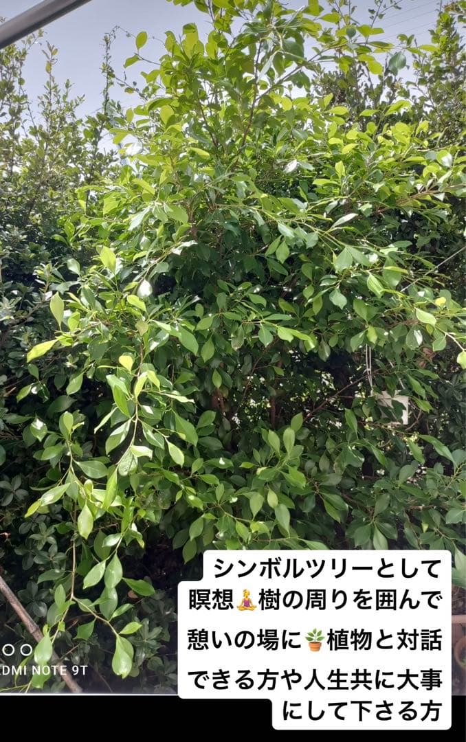 観葉植物 ガジュマルの樹 妖精精霊が宿っています。 シンボルツリー 幸運 願望 画像4