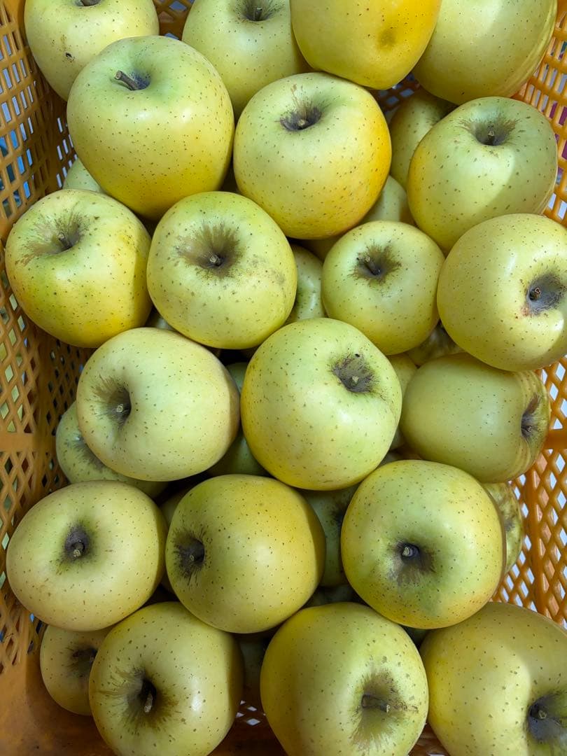 長野県南信州産 シナノゴールド