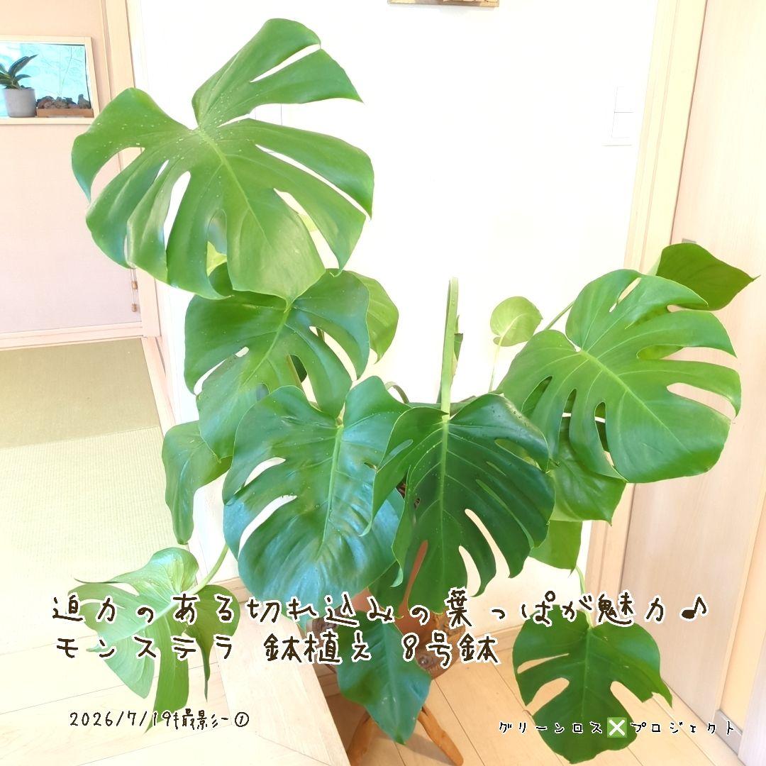 【B級品/大型観葉植物】迫力のある切れ込み葉が魅力♪モンステラ 鉢植え8号鉢 ①